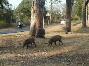 A family of wild boar at the park entrance paying no heed to the public